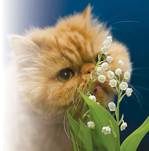 Convallaria: ароматный символ весны!