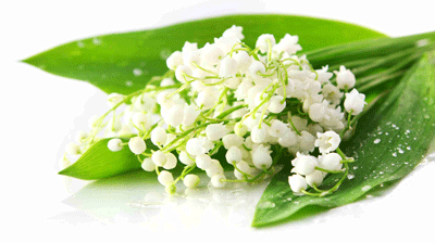 Convallaria: ароматный символ весны!