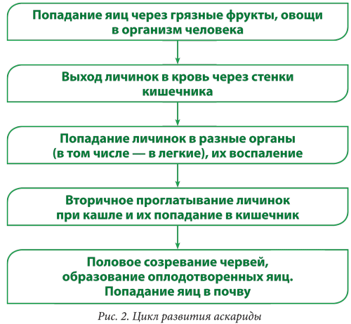 Осторожно, аскаридоз!