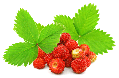 Fragaria vesca: кладезь витаминов