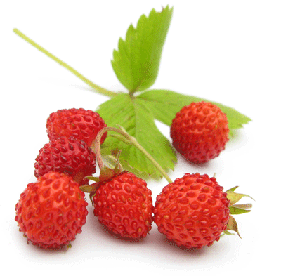 Fragaria vesca: кладезь витаминов