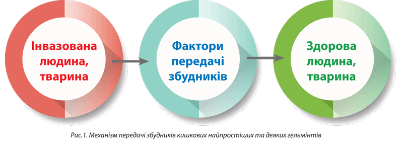 Шляхи і фактори, що сприяють забрудненню зовнішнього середовища паразитарними агентами
