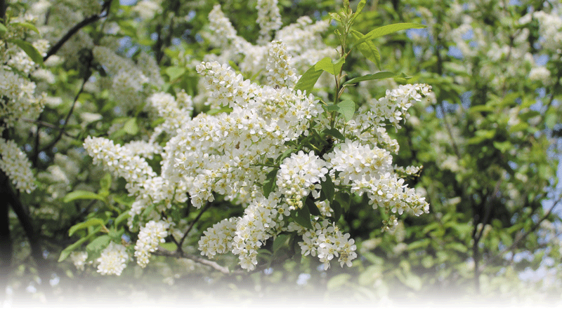 Prunus pаdus – «королева весны»!