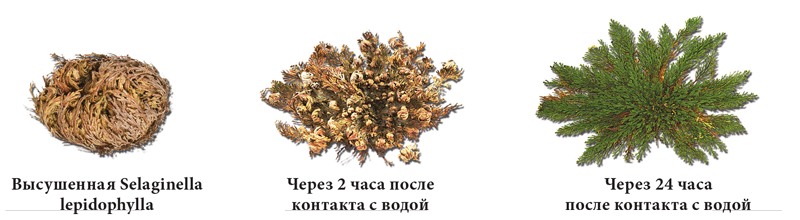 «Сухой глаз» – болезнь цивилизации