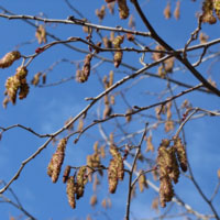 Аллергопрогноз для Украины на апрель-май 2019 года. Риск возникновения поллиноза – высокий