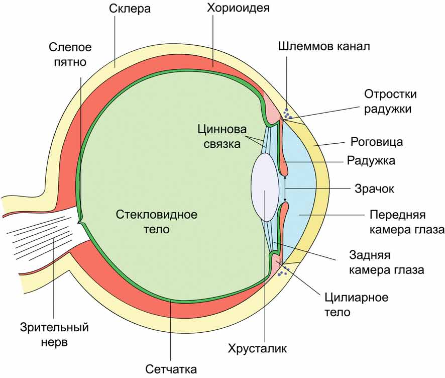 Травинор и Дорзитим®— Ваш контроль над глаукомой!