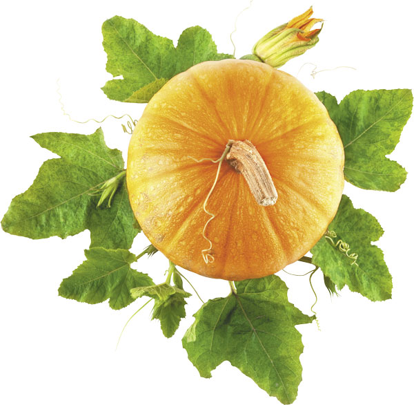 CUCURBITA: кладезь витаминов