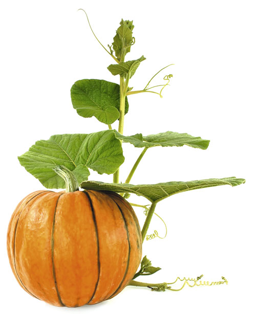 CUCURBITA: кладезь витаминов