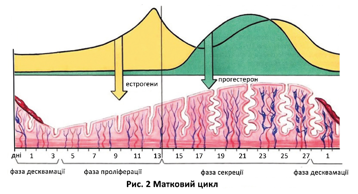 Гармонія у ритмі МЕНОРАГІН®: для балансу менструального циклу