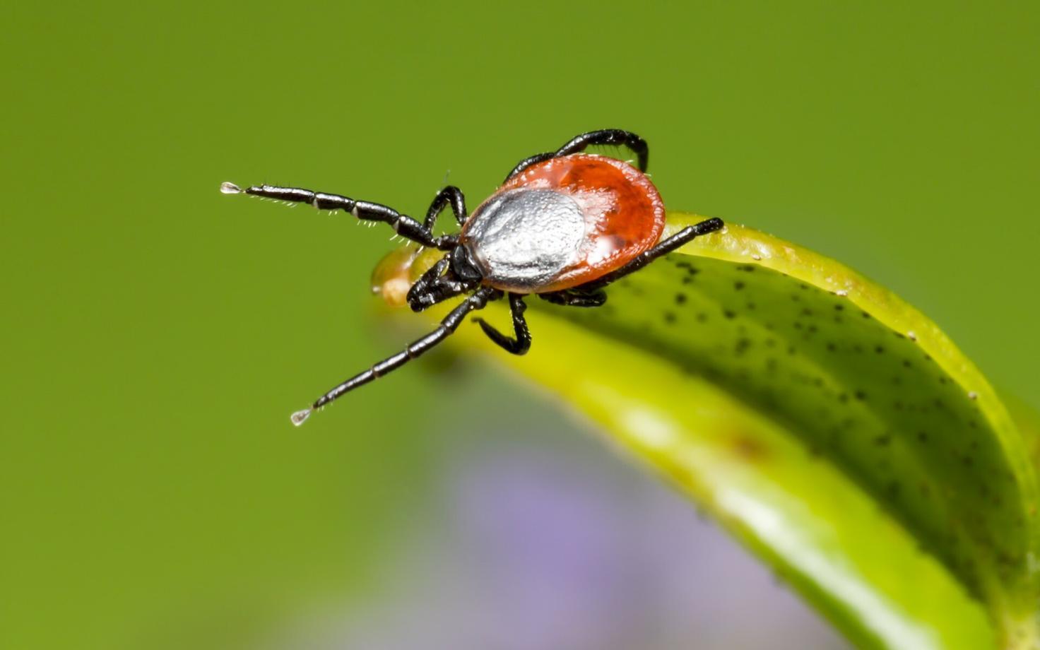 Нова надія у боротьбі з бореліозом: вакцина VLA15 показала ефективністьі безпечність у випробуваннях