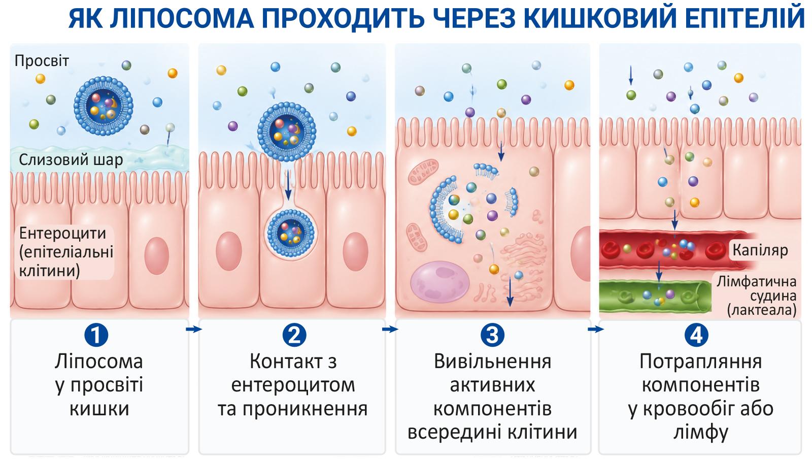 Ліпосомальні комплекси в сучасній нутрицевтиці: підвищення біодоступності та практичне застосування продуктів лінійки FOOON