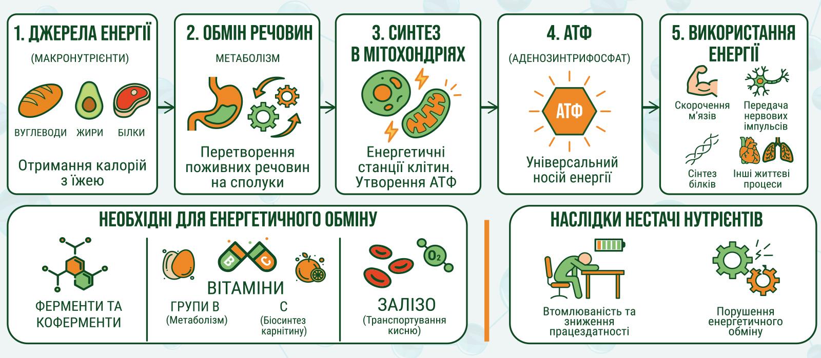 Енергетичний обмін як система: роль вітамінів, мінералів і коензиму Q10